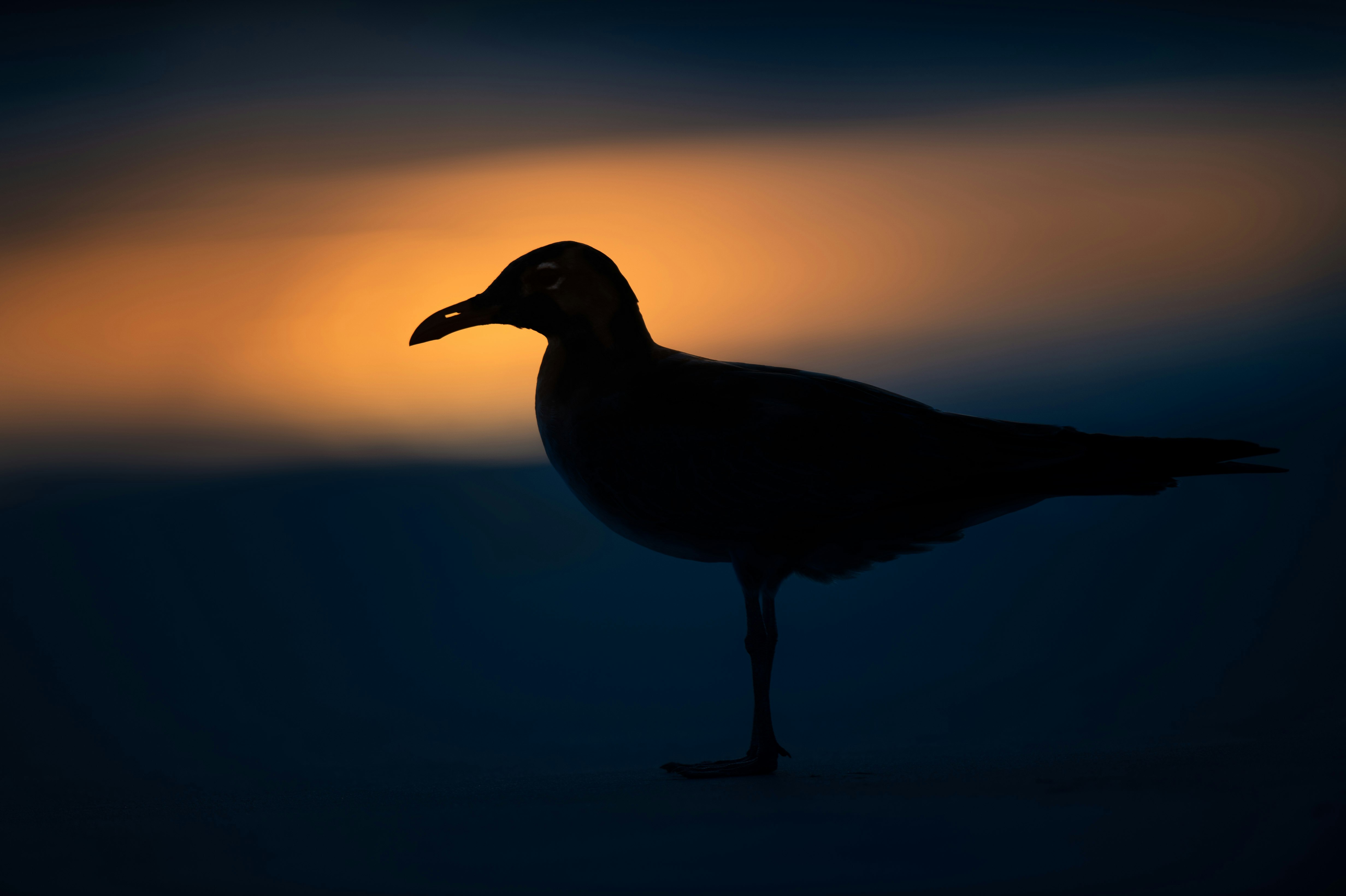 black bird close-up photography